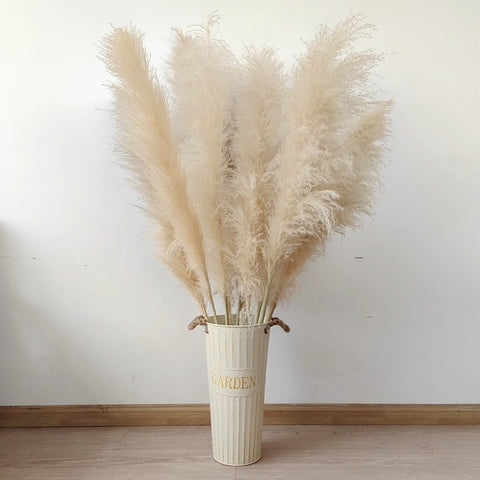 Large Fluffy Pampas Dried Flowers