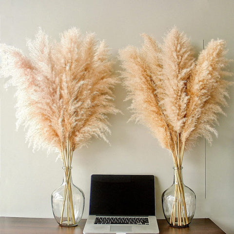 Large Fluffy Pampas Dried Flowers